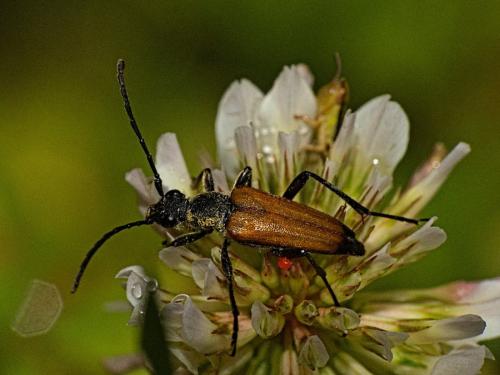 Anastrangalia sanguinolenta
